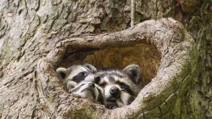 How Do Raccoons Sleep: Unveiling the Secrets of Their Resting Habits